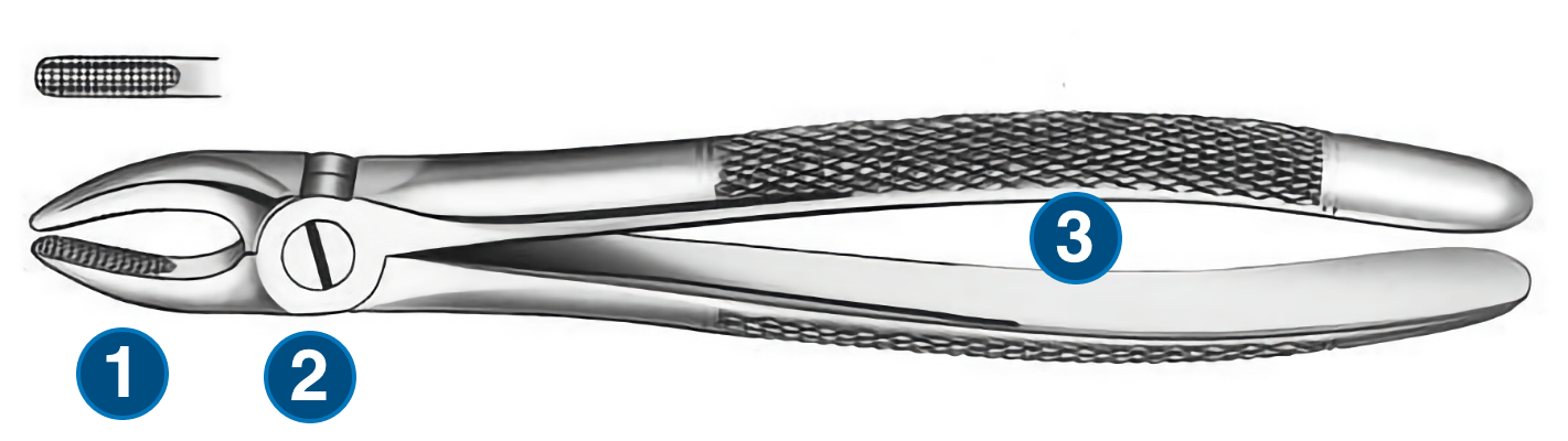 Parts of the dental forceps