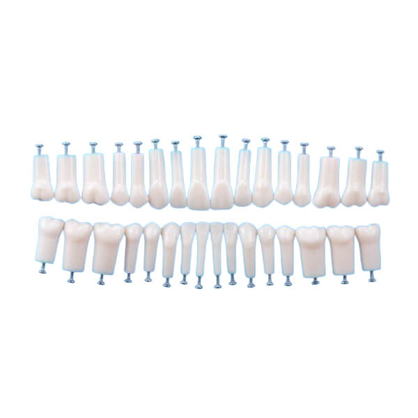 Compatible Typodont Columbia 860 and Nissin® Adult - Bader