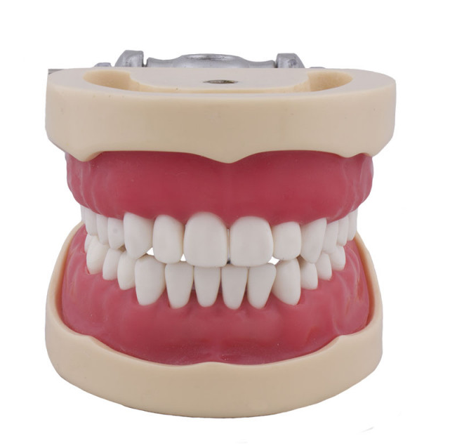 Typodont Dentaire Columbia 860 - 32 Dents Amovibles Pour Examen Et Restauration