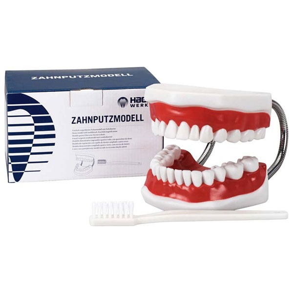 BIG Toothbrush with model part Img: 202411301