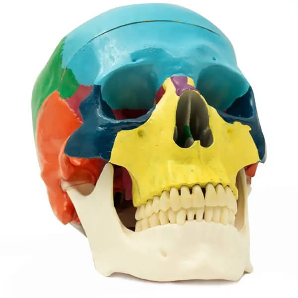 Didactic Human Skull with Occlusion Mechanism at 1:1 Scale Img: 202411301