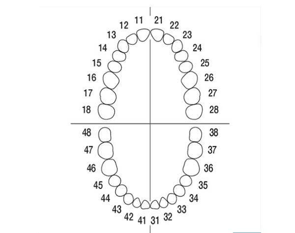 A-3 Teeth with Screws for Typodont (10 or 100 teeth) - 10 teeth Img: 202102271