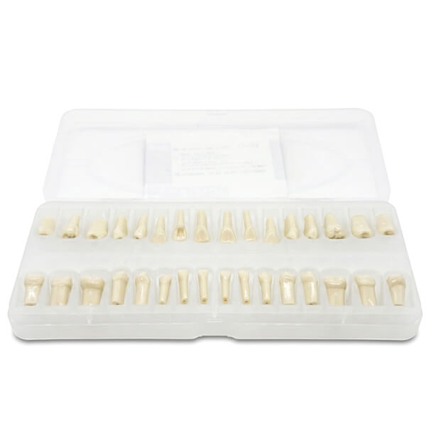 Teeth for Frassaco Type Typodont - Adulto (32 unidades) Img: 202602071