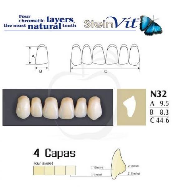 TEETH STEINVIT N32 UP A1 Img: 201811031