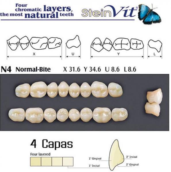 TEETH STEINVIT N4 LO A2 Img: 201811031