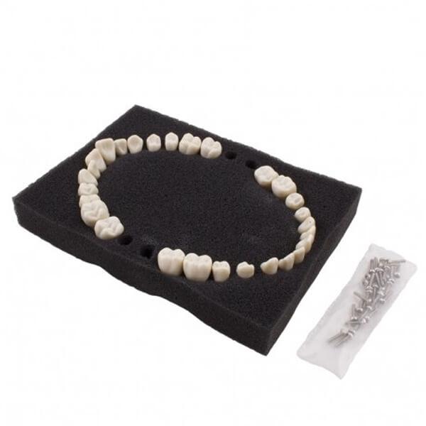 BADER NISSIN PAEDRIACTIC REPLACEMENT TEETH Img: 202206251