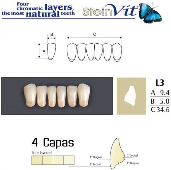 TEETH STEINVIT L3 LO D3 Img: 201807031