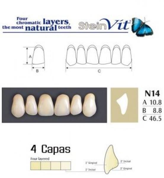 TEETH STEINVIT N14 UP A2 Img: 201811031