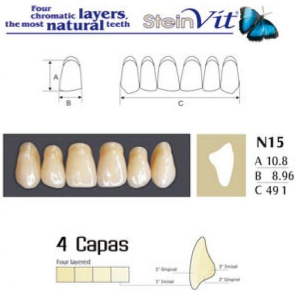 TEETH STEINVIT N15 UP A1 Img: 201811031