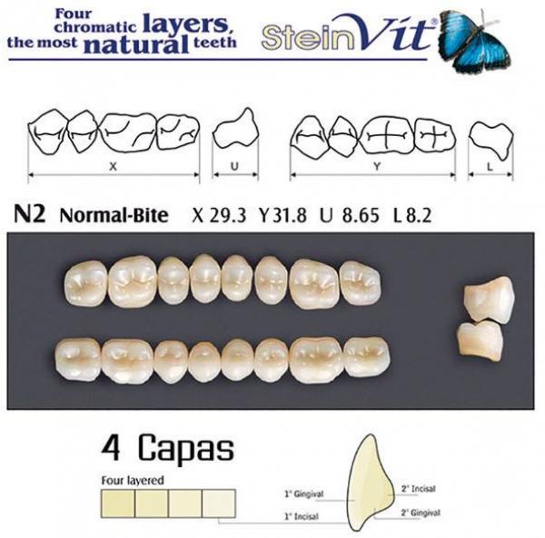 TEETH STEINVIT N2 LO D2 Img: 201811031