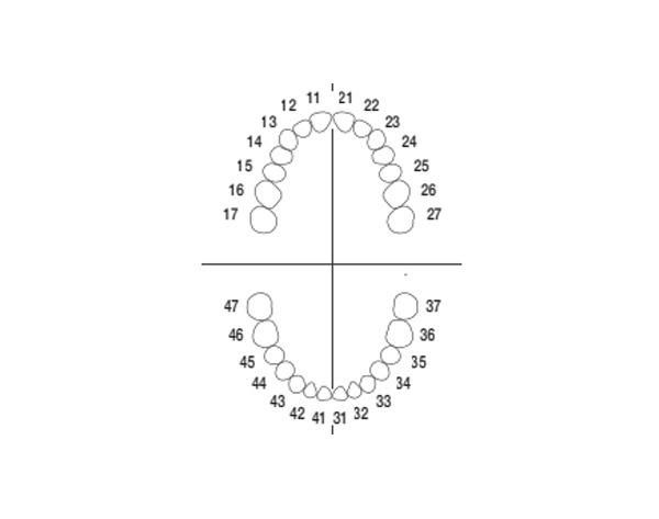ANA-4: Replacement teeth for Tipodonto ANA-4 and ANA-4V (Pack 10 pcs) - No. 27 Img: 202107101
