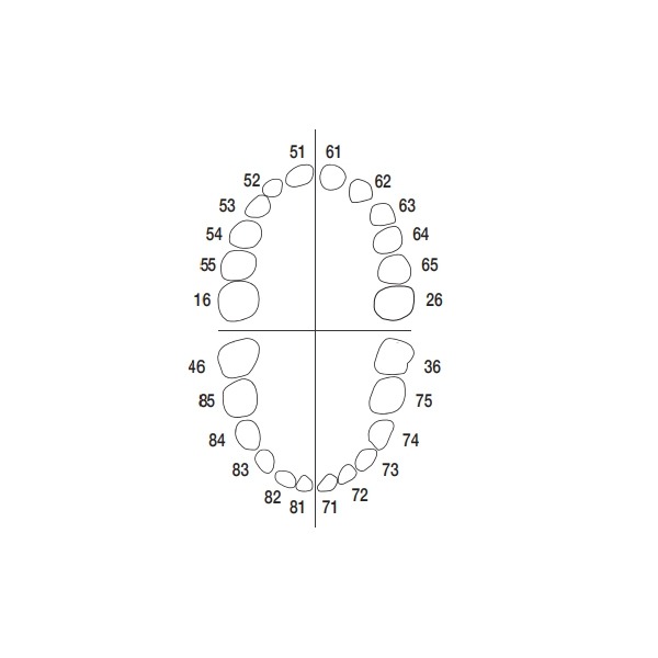 AK-6/2: Children's Dental Model Maxilla and Mandible  - AK-6/2 Img: 202307151