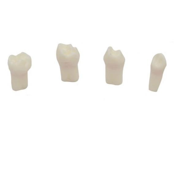 Teeth Practical pulpotomy (4ud) Img: 202008291