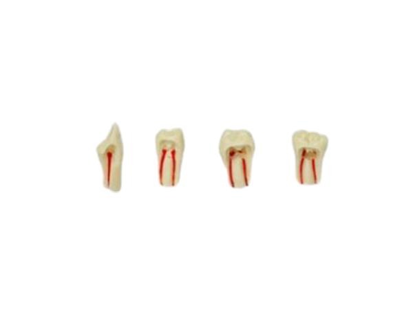 Endodontic Teeth for Typodont AG-3 - No. 21 Img: 202103061