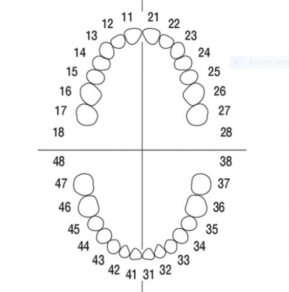 AG-3 ZE: Tooth Set for Typodont AG-3 - No. 14 Img: 202301281