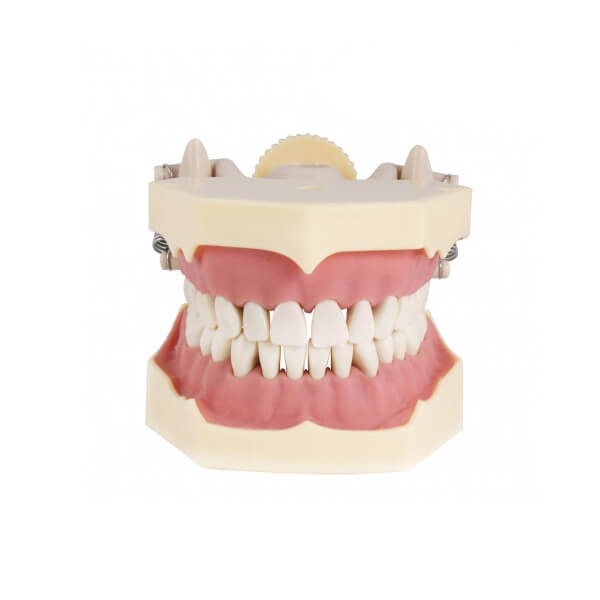 Frasaco AG3 typodont - Adult with articulator and tongue Img: 202304151