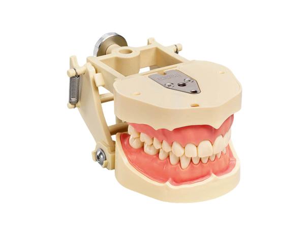 ANA-4: Adult Typodont with Adjustable Articulator - ANA-4 DAV Img: 202202121