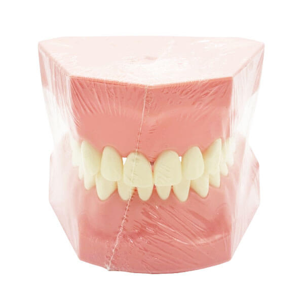 Standard Dental Typodont - ADULTO Img: 202510181