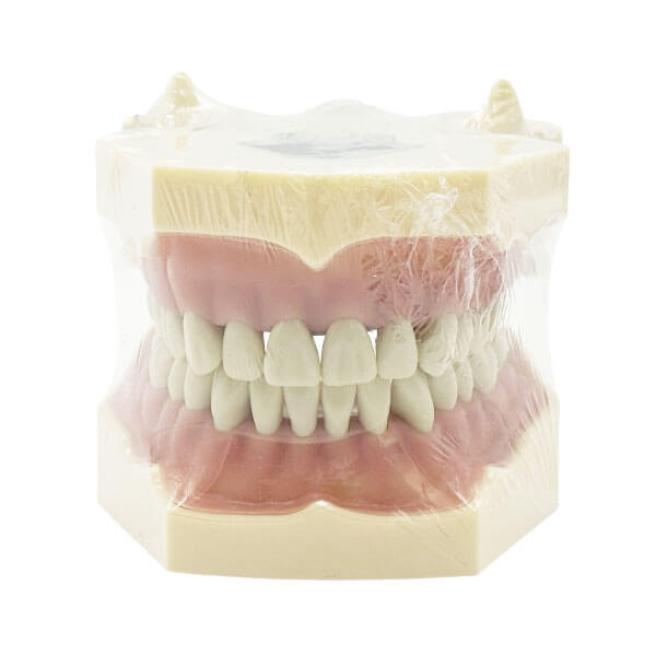 Frassaco Type Dental Typodont - ADULTO Img: 202510181