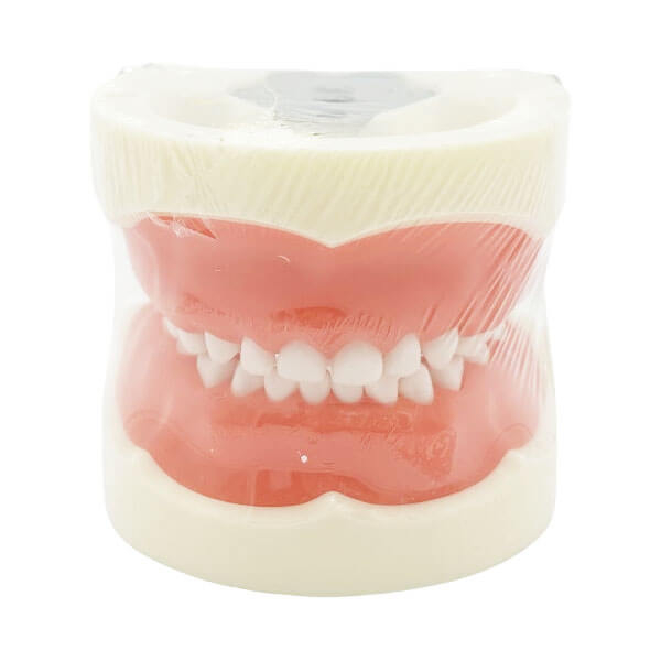 Nissin Type Dental Typodont - NEUBER