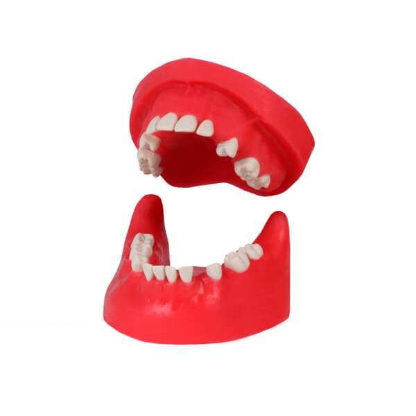 Practice Surgical Typodont Without Articulator - Without articulator Img: 202404131