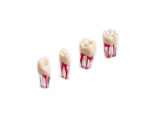Transparent Endodontic Teeth of the Typodont ANA-4 (V) Img: 202103061