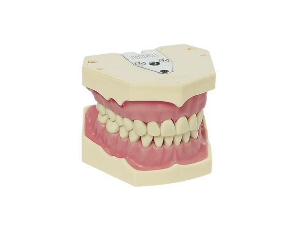 AG-3: Typodont adult model - 32 teeth Img: 202010171
