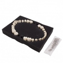 BADER NISSIN PAEDRIACTIC REPLACEMENT TEETH Img: 202206251