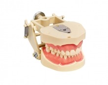 ANA-4: Adult Typodont with Adjustable Articulator - ANA-4 DAV Img: 202202121