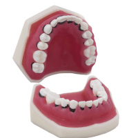Periodontics Tipodonto without Articulator -Periodontal model without articulator Img: 202008291