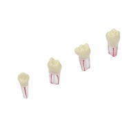AK62Z: Model of Temporary Dental Pieces for Preparations (10ud) - AK6/2ZPUF - Nr: 85 - 10 Ud Img: 202503151 AK62Z: Model of Temporary Dental Pieces for Preparations (10ud) - AK6/2ZPUF - Nr: 85 - 10 Ud Img: 202503151