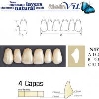 TEETH STEINVIT N17 UP A1 Img: 201811031