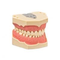 AG-3 Z Stable Intercuspidation Oral Hygiene Model - With normal gingiva Img: 202107101