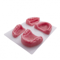 A-PB: Modelo Maxilar e Mandibular para Periodontia FRASACO - Dentaltix