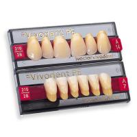 VIVODENT S PE upper anterior A15 teeth - A15 1D Img: 201907271 VIVODENT S PE upper anterior A15 teeth - A15 1D Img: 201907271
