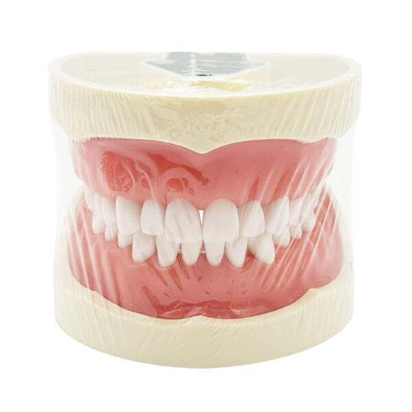 Nissin Type Dental Typodont - NEUBER