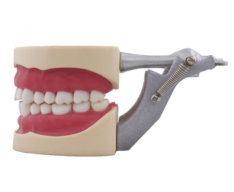 Tipodonto Compatible Columbia 860 y Nissin® Adulto Img: 201905251