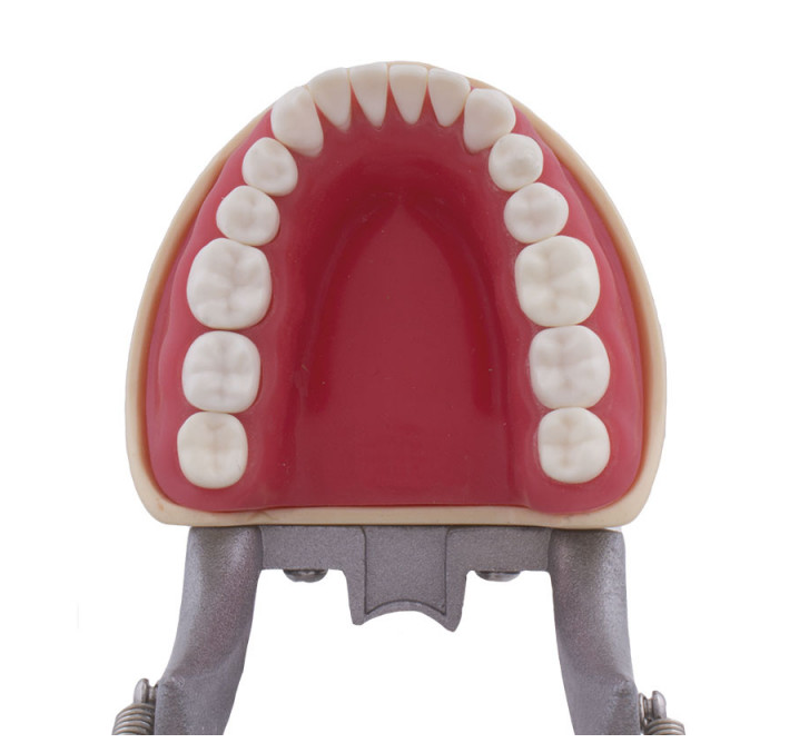 Tipodonto Compatible Columbia 860 y Nissin® Adulto Img: 201905251