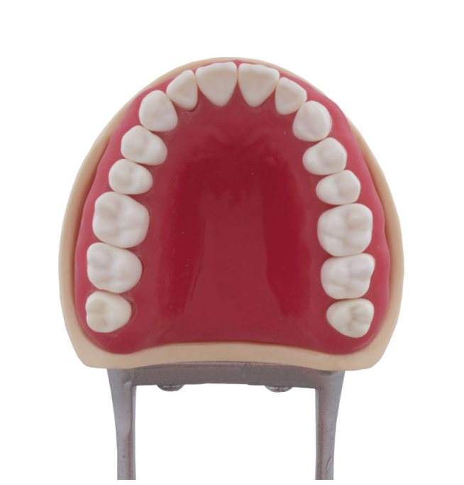 Tipodonto Compatible Columbia 860 y Nissin® Adulto Img: 201905251