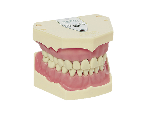 AG-3: Tipodonto modelo adulto - 28 dientes Img: 202009261