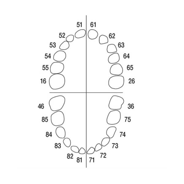 AK-6 Z Juego de 20 dientes caducos + 4 molares permanentes Img: 202208131