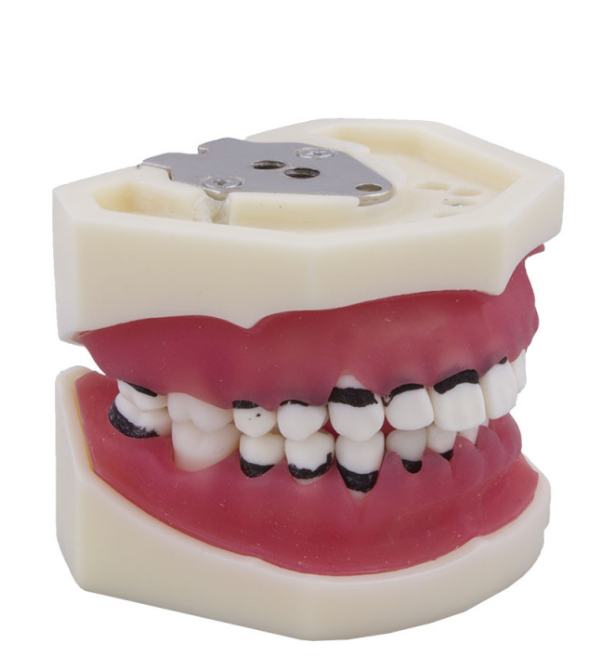 TIPODONTO DE PERIODONCIA SIN ARTICULADOR Img: 201905041