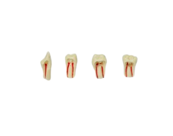 Dientes para Endodoncia de Tipodondo AG-3 - Nro 21 Img: 202008011