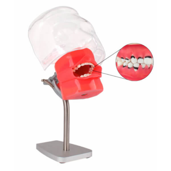 Fantoma de Periodoncia para Mesa Img: 202307151