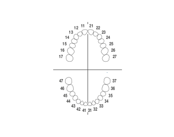ANA-4: Dientes de repuesto para Tipodonto ANA-4 V - Juego completo (28 dientes) Img: 202008011