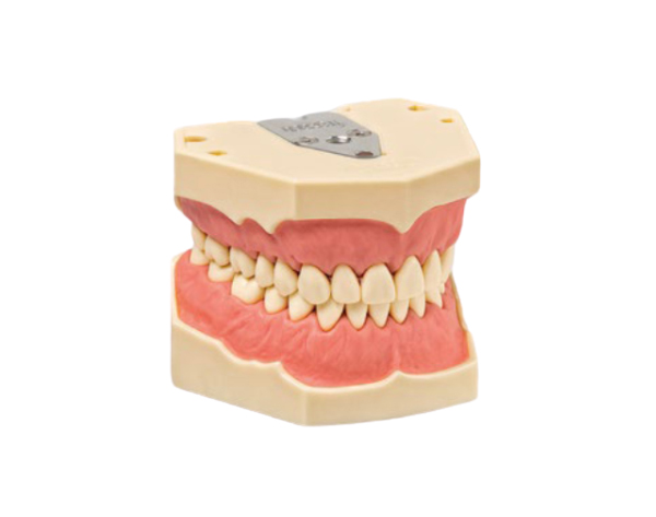 Modelo de Higiene Oral en Relación de Intercuspidación Estable de AG-3 Z - Con encía normal Img: 202009261