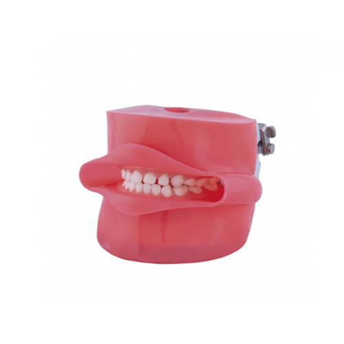 Modelo Simulador: Fantoma Dental Tipo Nissin con Boca y Articulador