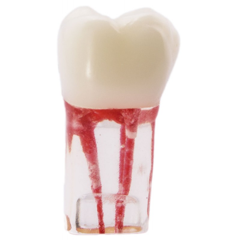 MOLAR CON CONDUCTOS RADICULARES PARA ESTUDIANTES