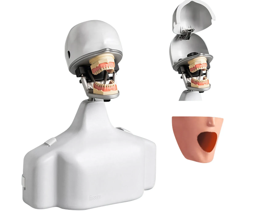 PK-2 TSE OM: Fantoma con Cabeza y Torso Img: 202502151