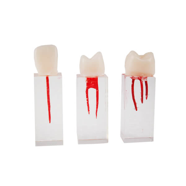 Set de Dientes Endo para Prácticas Img: 202311251
